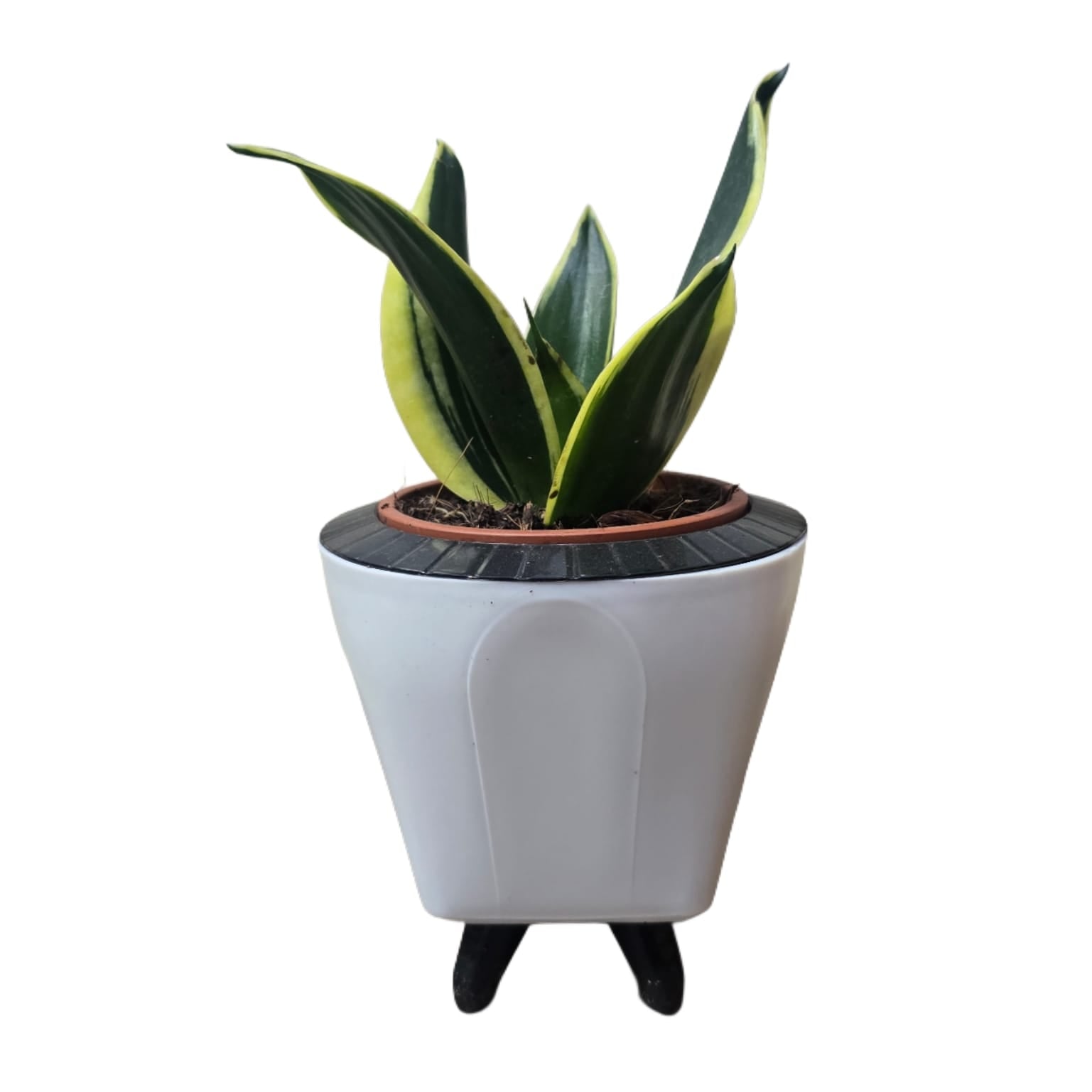 Troof Sansevieria   Golden   Hahnii   Snake   Plant   with   Self-Watering   Decorative   Pot