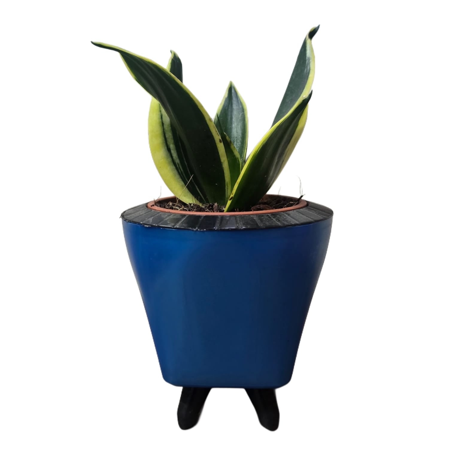 Troof Sansevieria   Golden   Hahnii   Snake   Plant   with   Self-Watering   Decorative   Pot