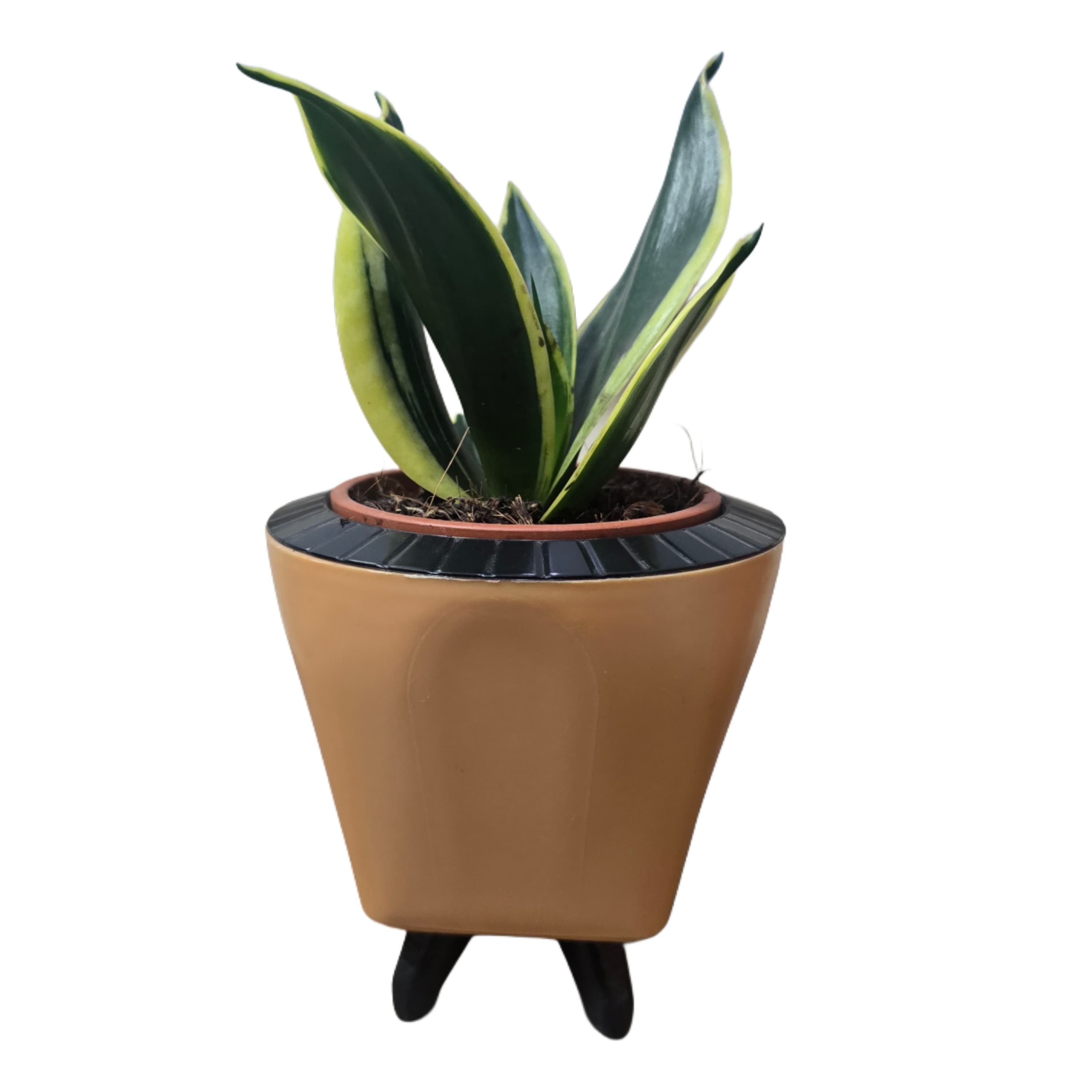 Troof Sansevieria   Golden   Hahnii   Snake   Plant   with   Self-Watering   Decorative   Pot