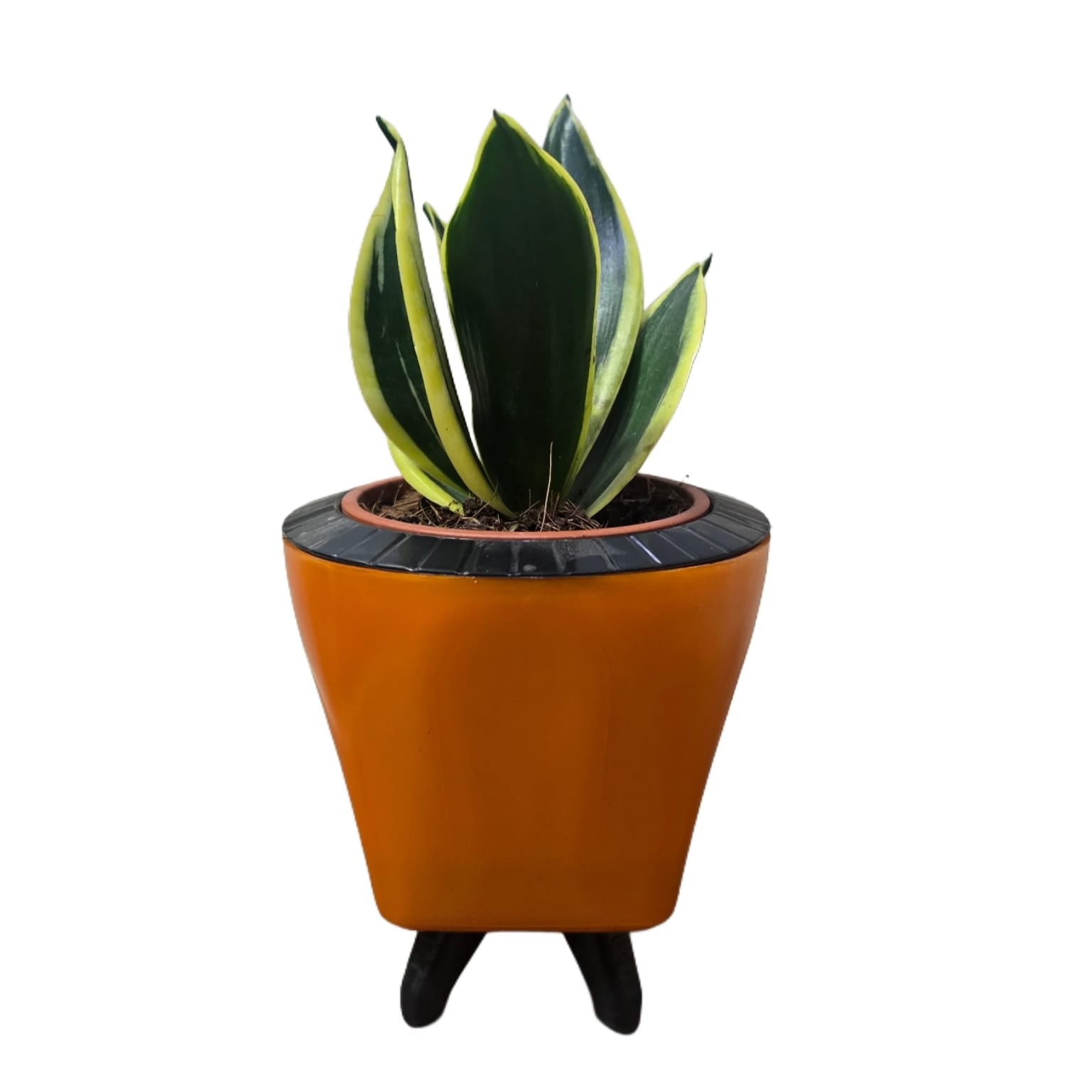 Troof Sansevieria   Golden   Hahnii   Snake   Plant   with   Self-Watering   Decorative   Pot