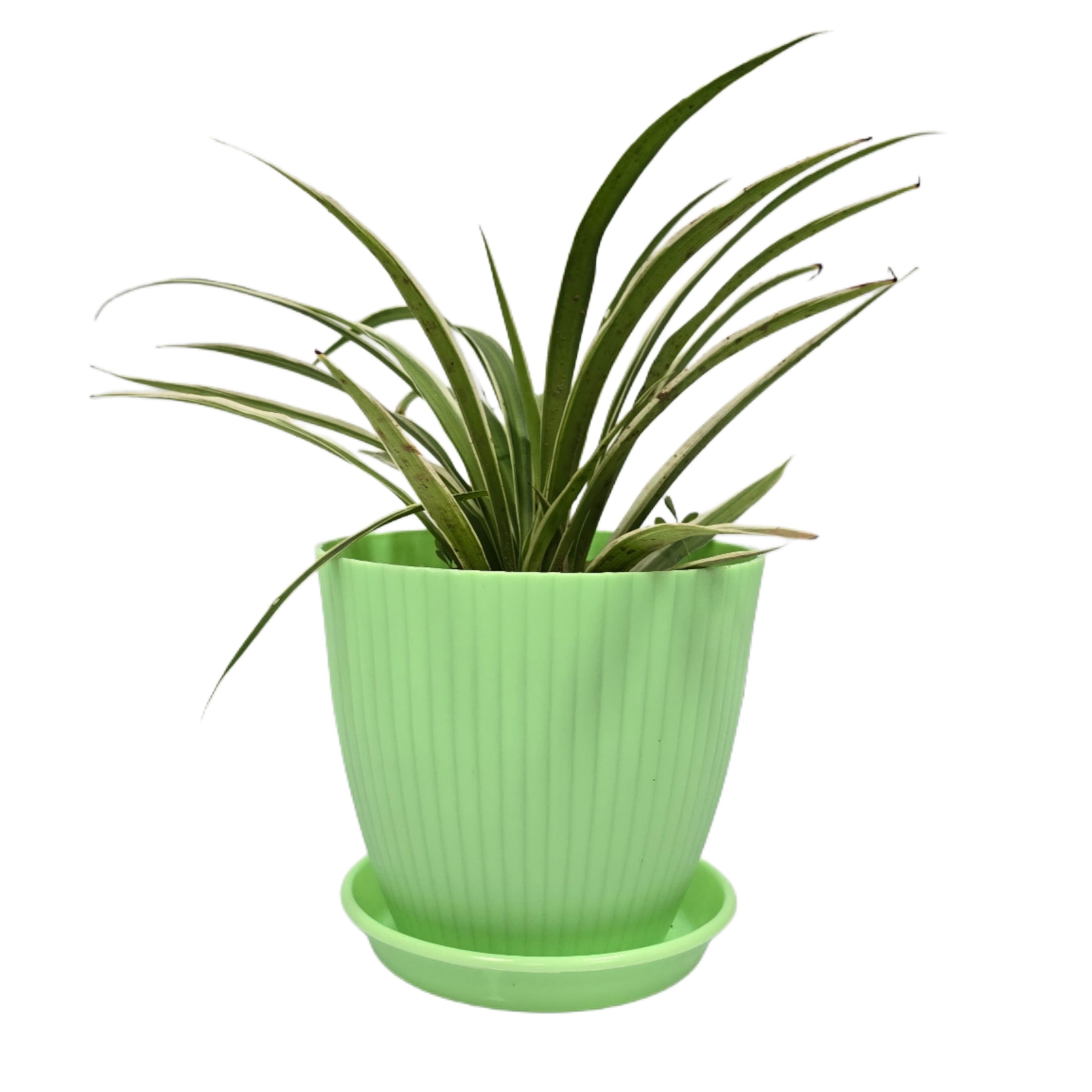 Troof Spider   Plant   Indoor   Live   with   Self   Watering   Pot   (   rainbow   pot)