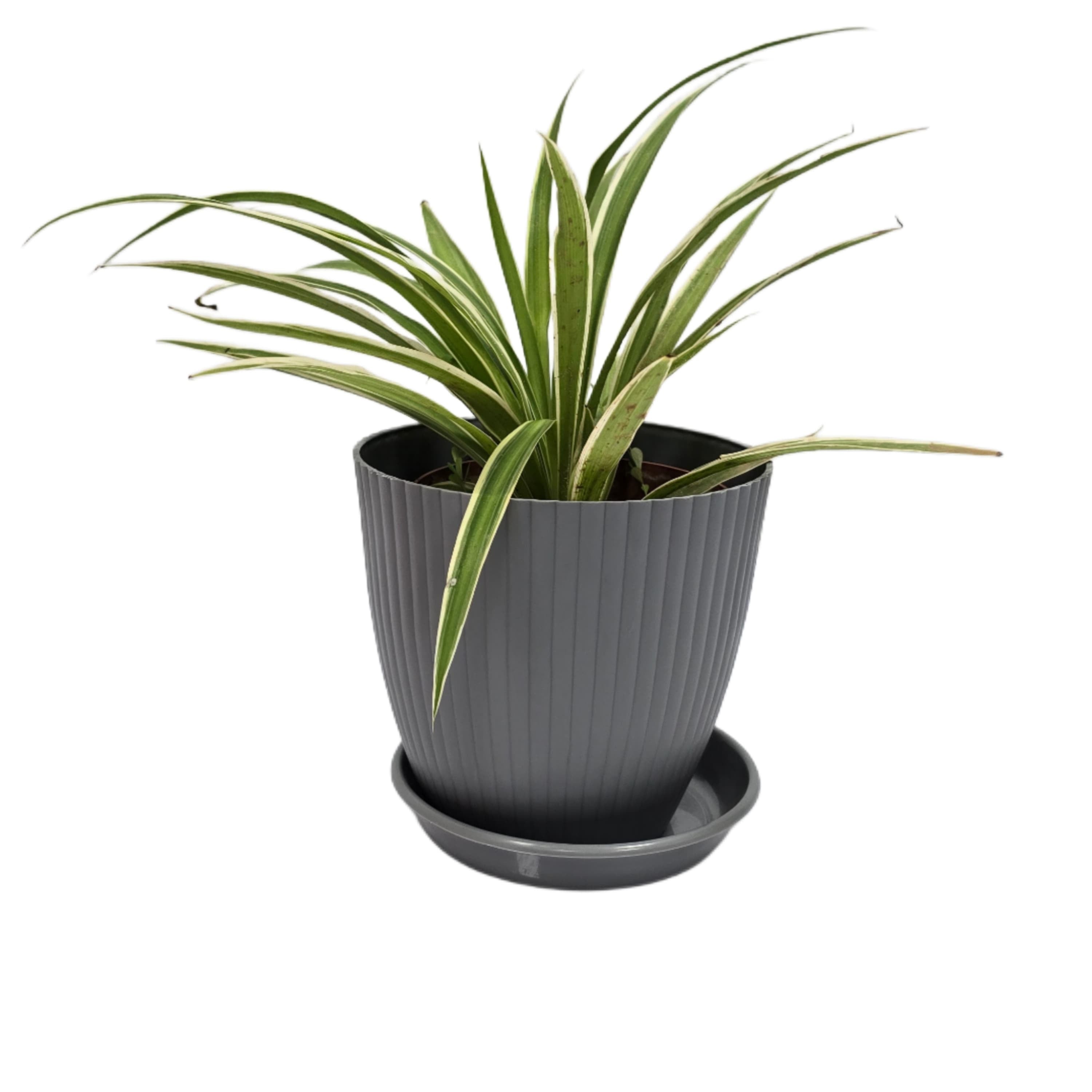 Troof Spider   Plant   Indoor   Live   with   Self   Watering   Pot   (   rainbow   pot)