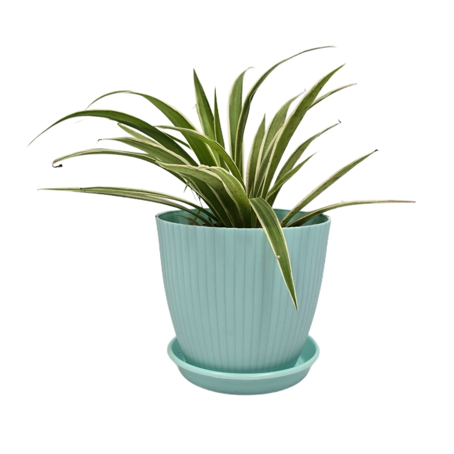 Troof Spider   Plant   Indoor   Live   with   Self   Watering   Pot   (   rainbow   pot)