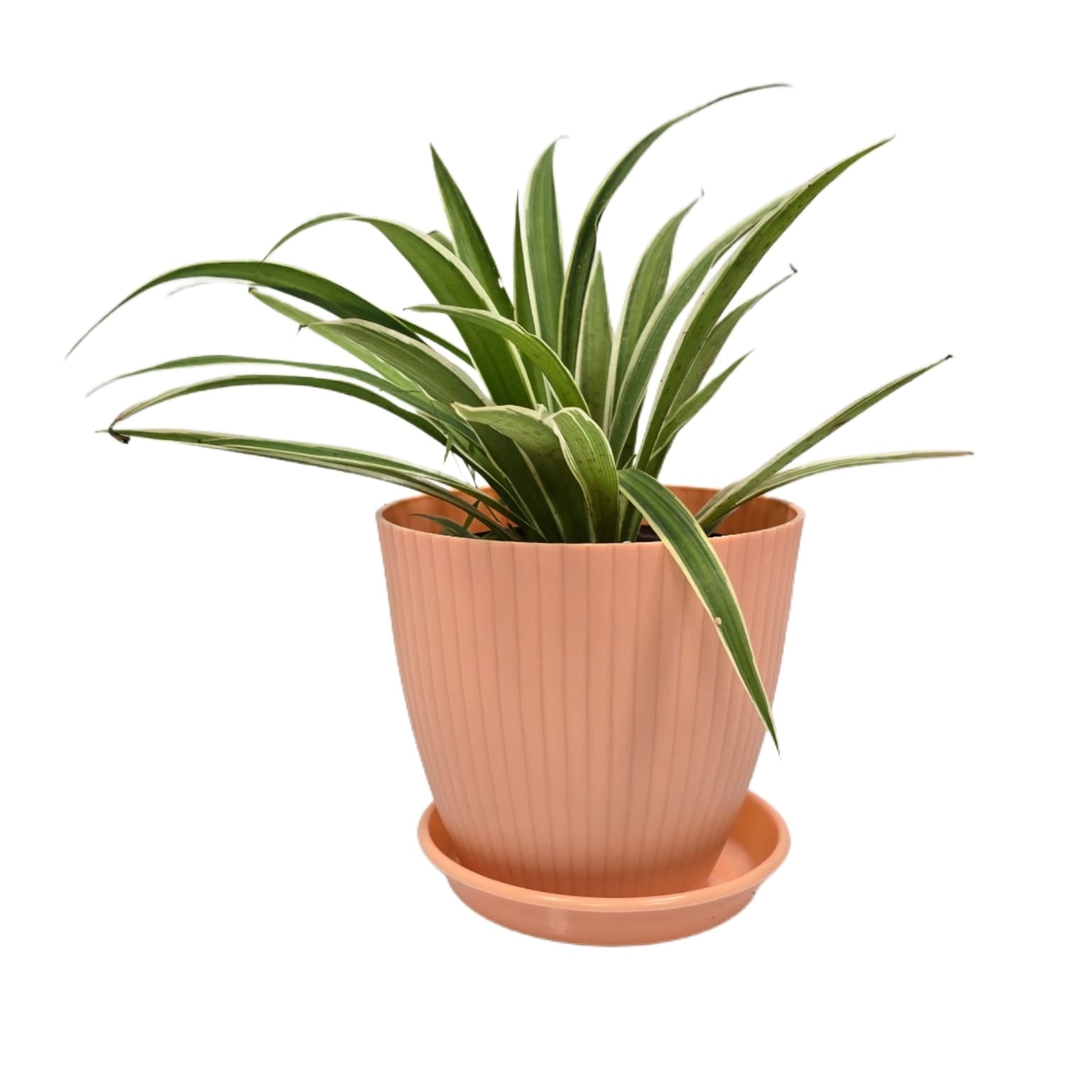 Troof Spider   Plant   Indoor   Live   with   Self   Watering   Pot   (   rainbow   pot)