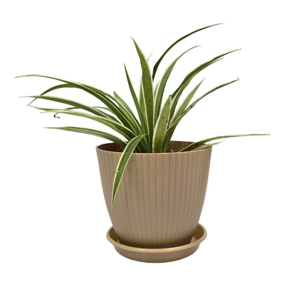 Troof Spider   Plant   Indoor   Live   with   Self   Watering   Pot   (   rainbow   pot)