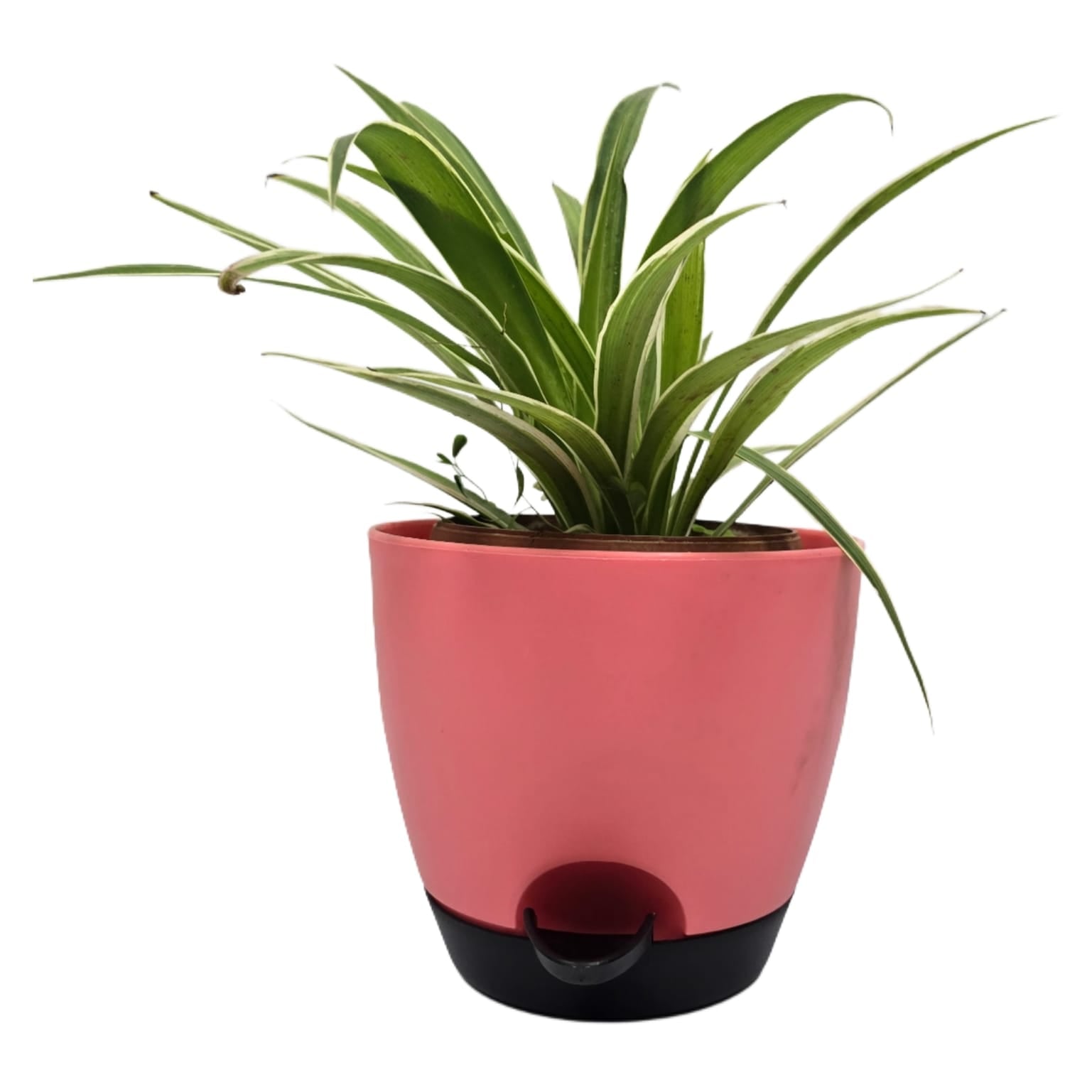 Troof Spider   Plant   Indoor   Live   with   Self-Watering   Cap   Pot