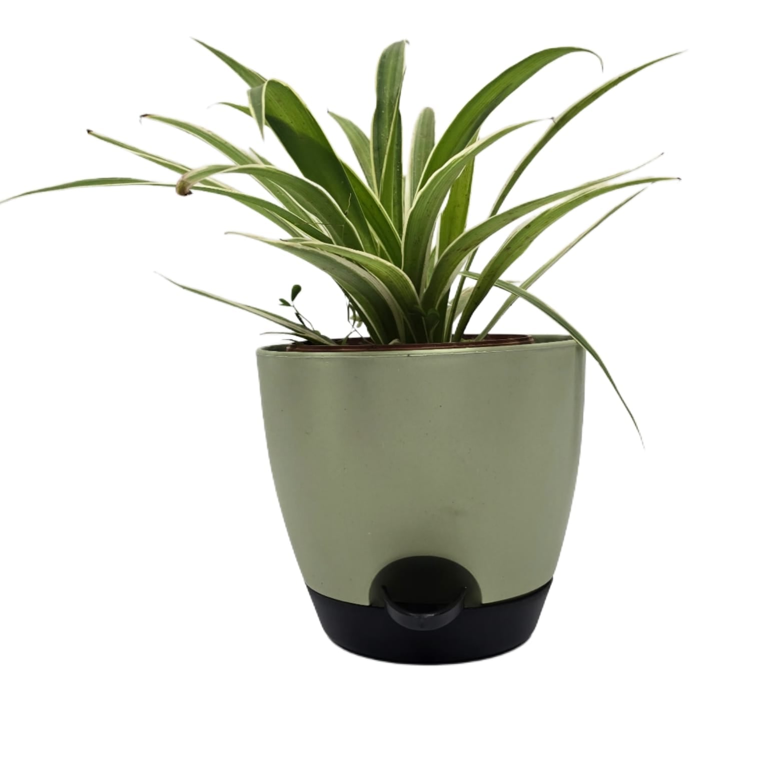 Troof Spider   Plant   Indoor   Live   with   Self-Watering   Cap   Pot
