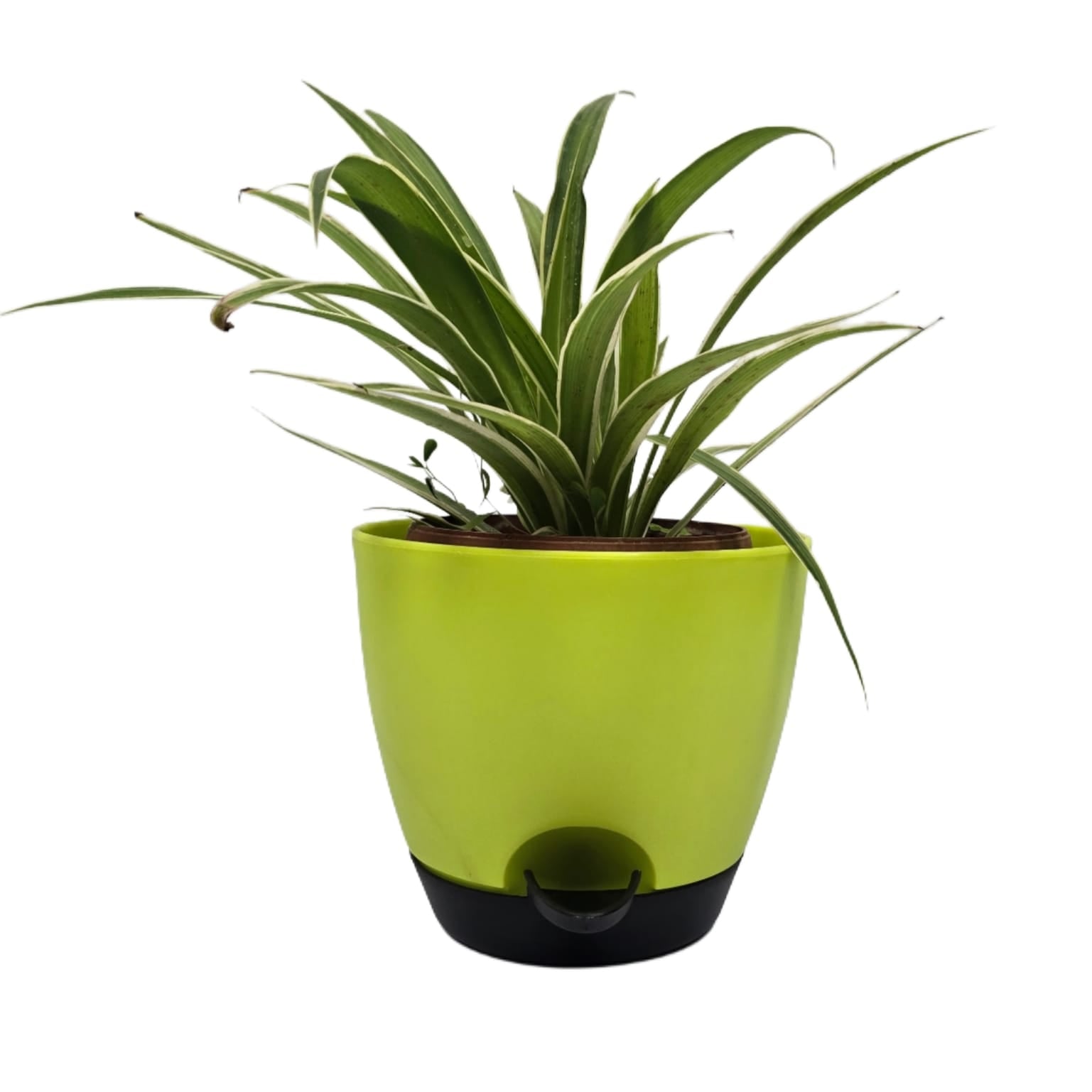Troof Spider   Plant   Indoor   Live   with   Self-Watering   Cap   Pot