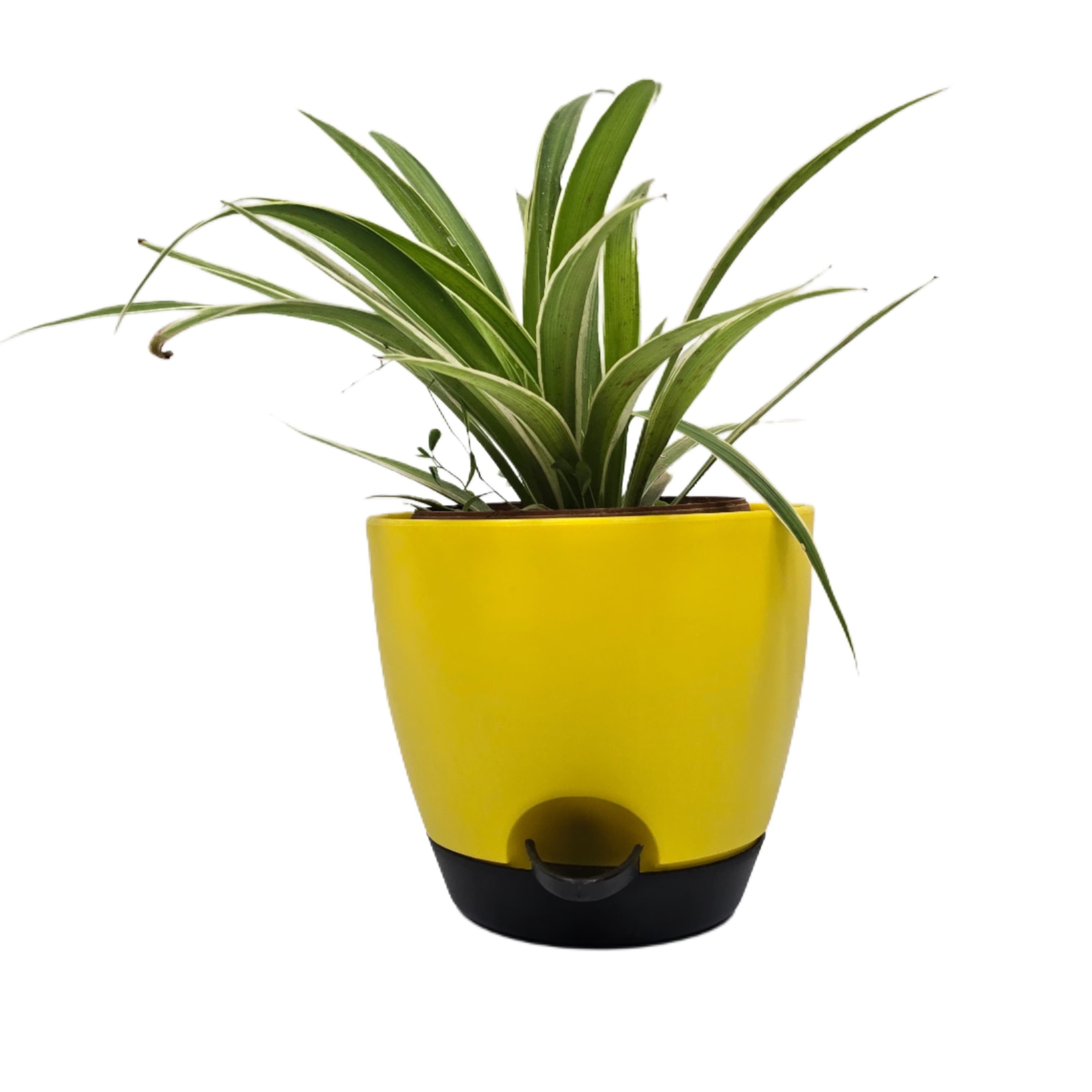 Troof Spider   Plant   Indoor   Live   with   Self-Watering   Cap   Pot