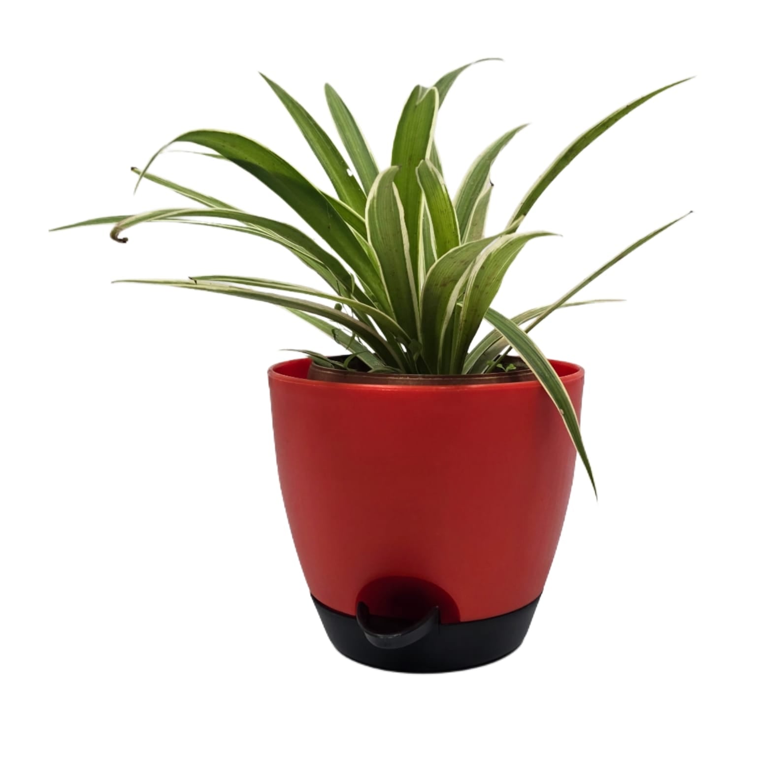 Troof Spider   Plant   Indoor   Live   with   Self-Watering   Cap   Pot