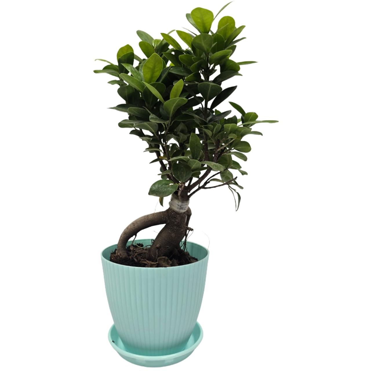 bonsai   ficus   (Rainbow   pot)