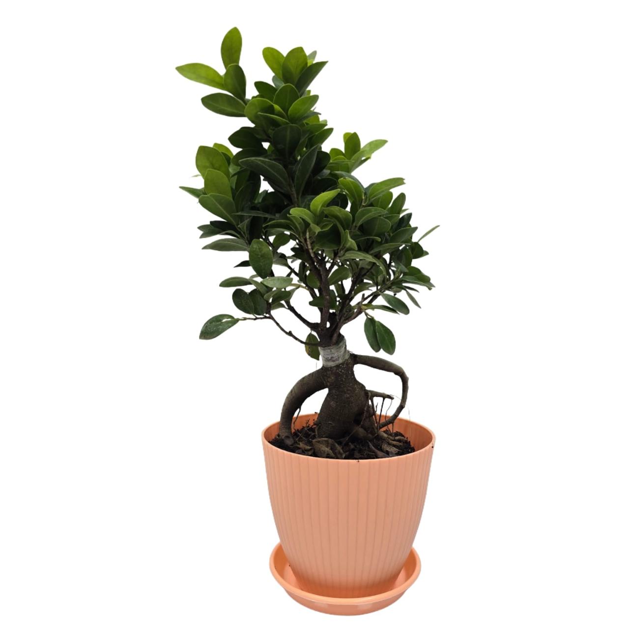 bonsai   ficus   (Rainbow   pot)