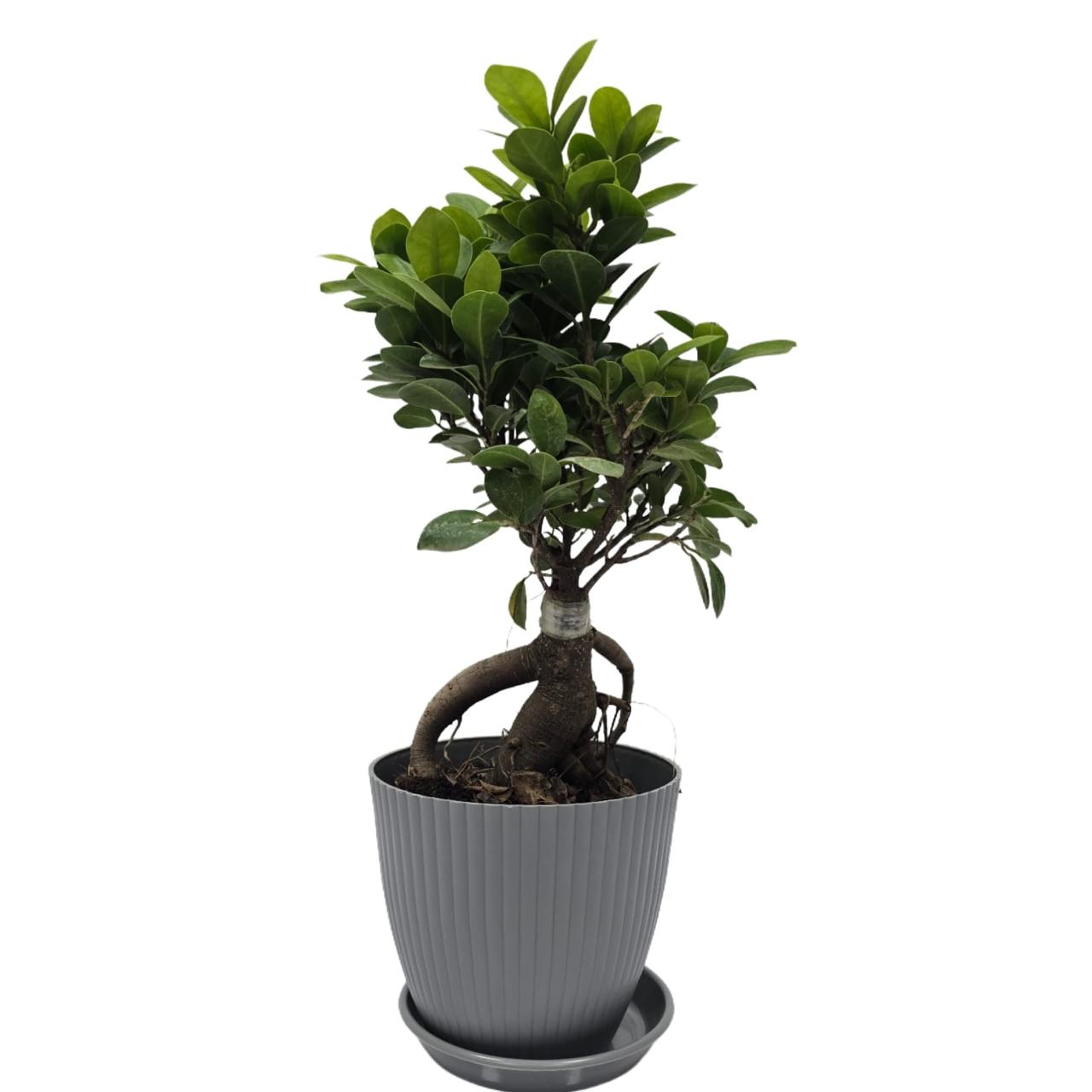bonsai   ficus   (Rainbow   pot)
