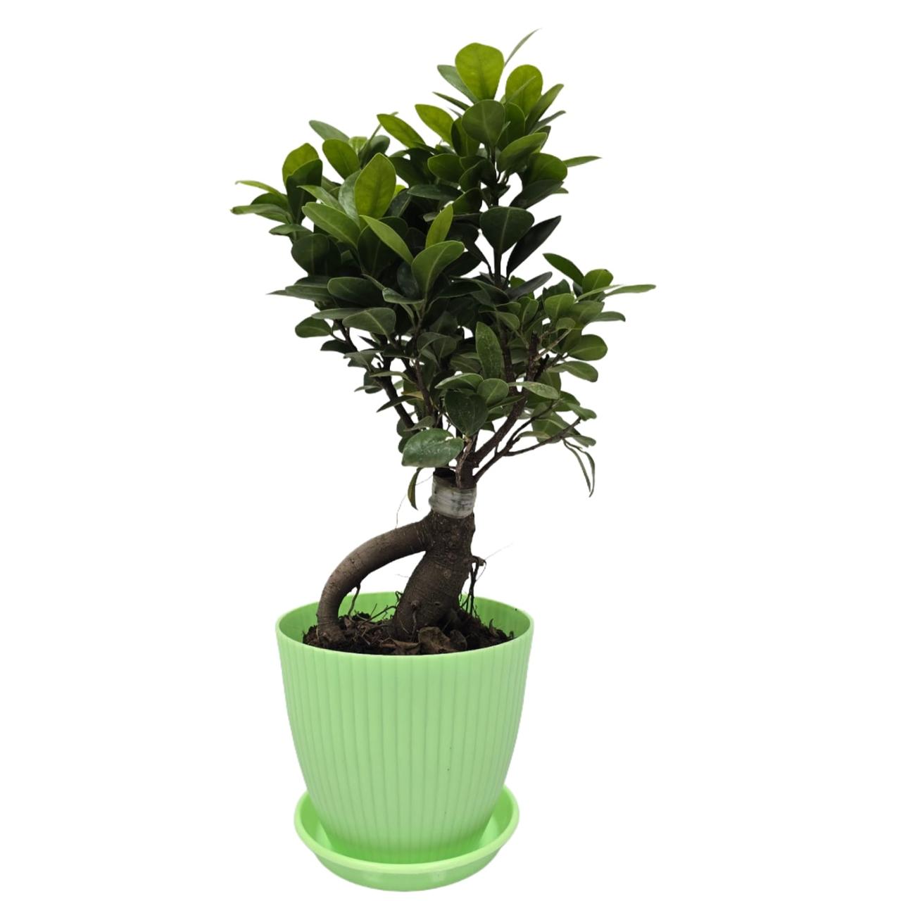 bonsai   ficus   (Rainbow   pot)
