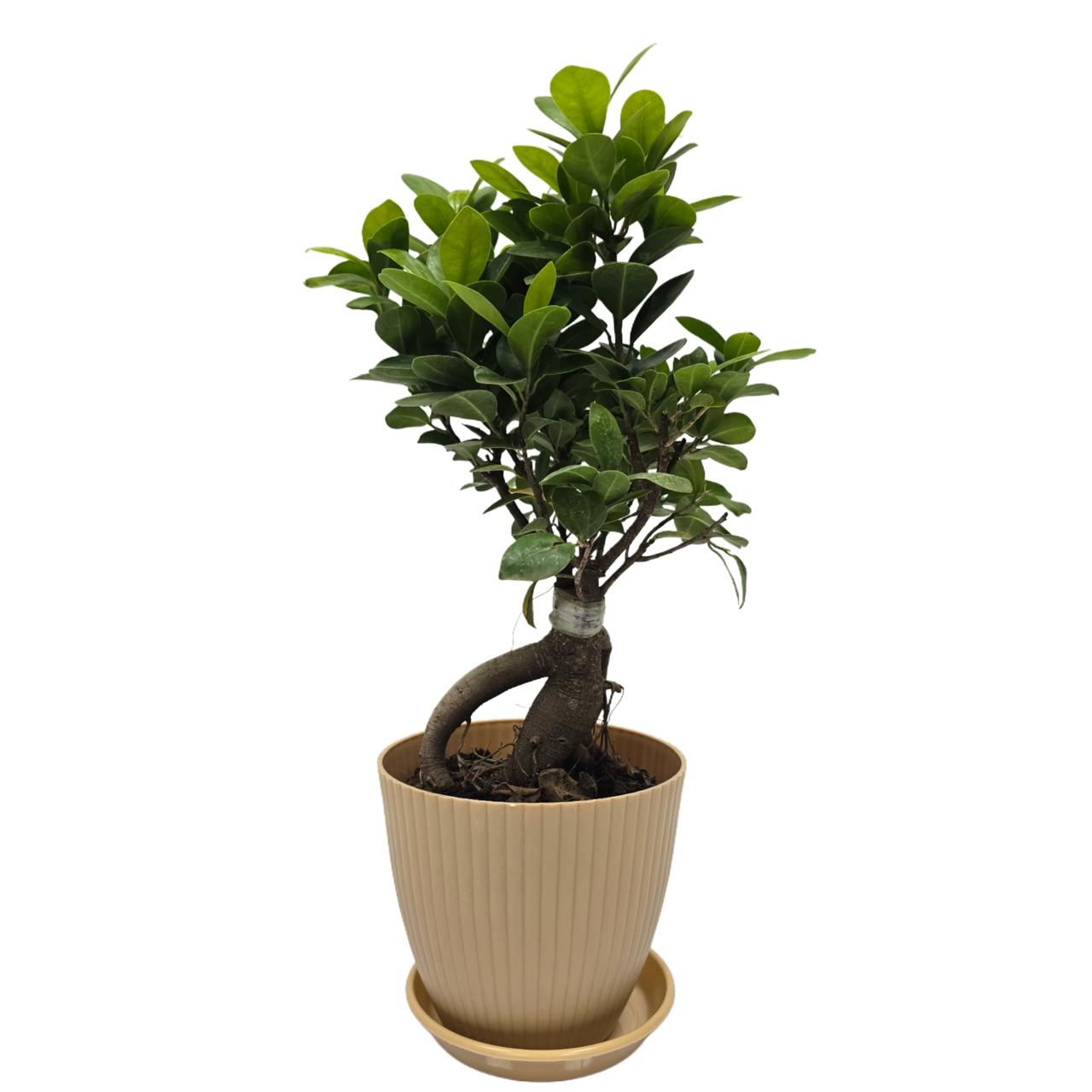bonsai   ficus   (Rainbow   pot)