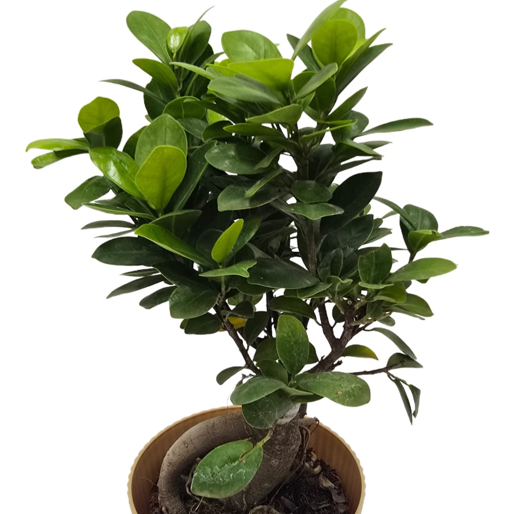 bonsai   ficus   (Rainbow   pot)