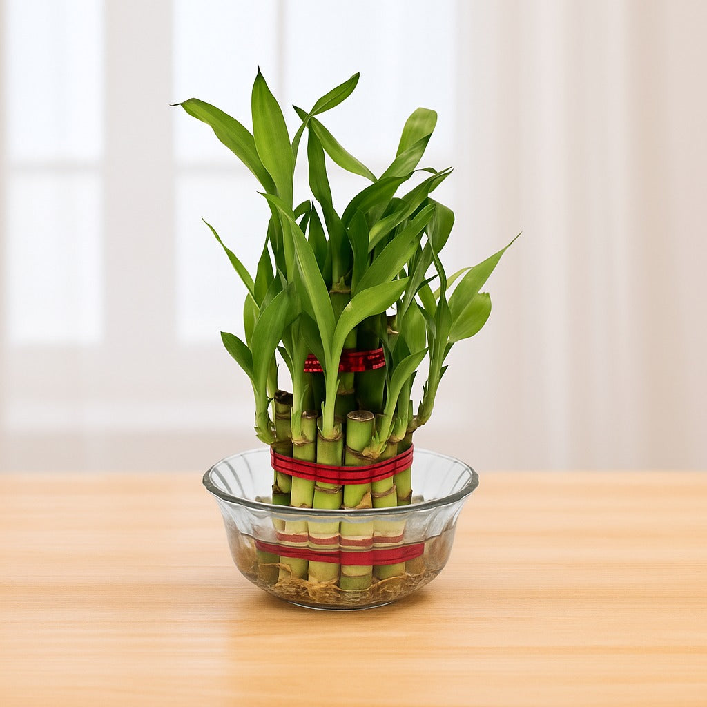 Lucky
 
Bamboo
 
2
 
Layer
 
Feng
 
Shui
 
Plant
 
–
 
Green
 
Color