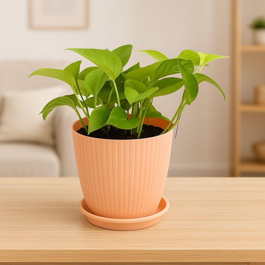 Money
 
Plant
 
with
 
Rainbow
 
Pot