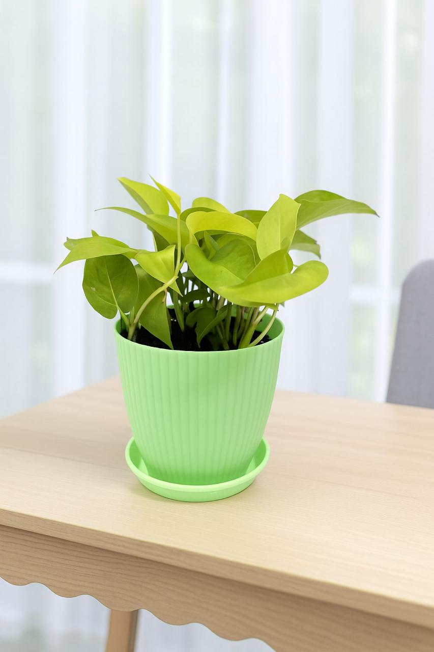 Money
 
Plant
 
with
 
Rainbow
 
Pot