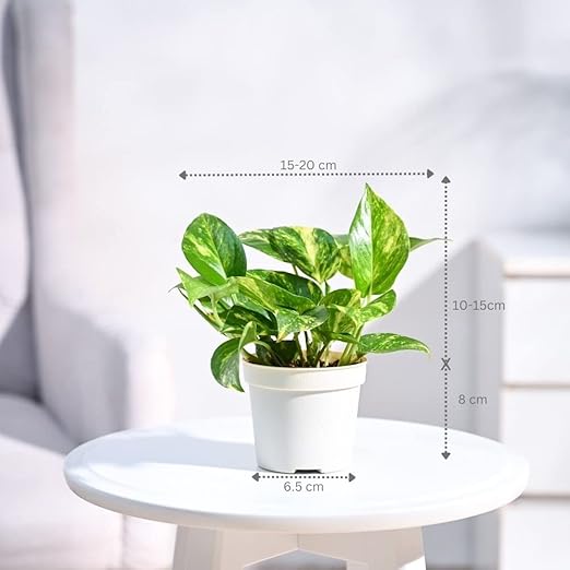 Golden
 
Money
 
Plant
 
Indoor
 
with
 
Self-Watering
 
Pot
 
(Gro
 
Pot)