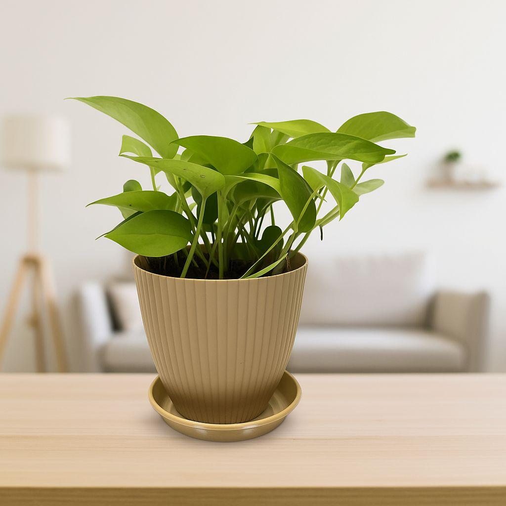 Money
 
Plant
 
with
 
Rainbow
 
Pot
