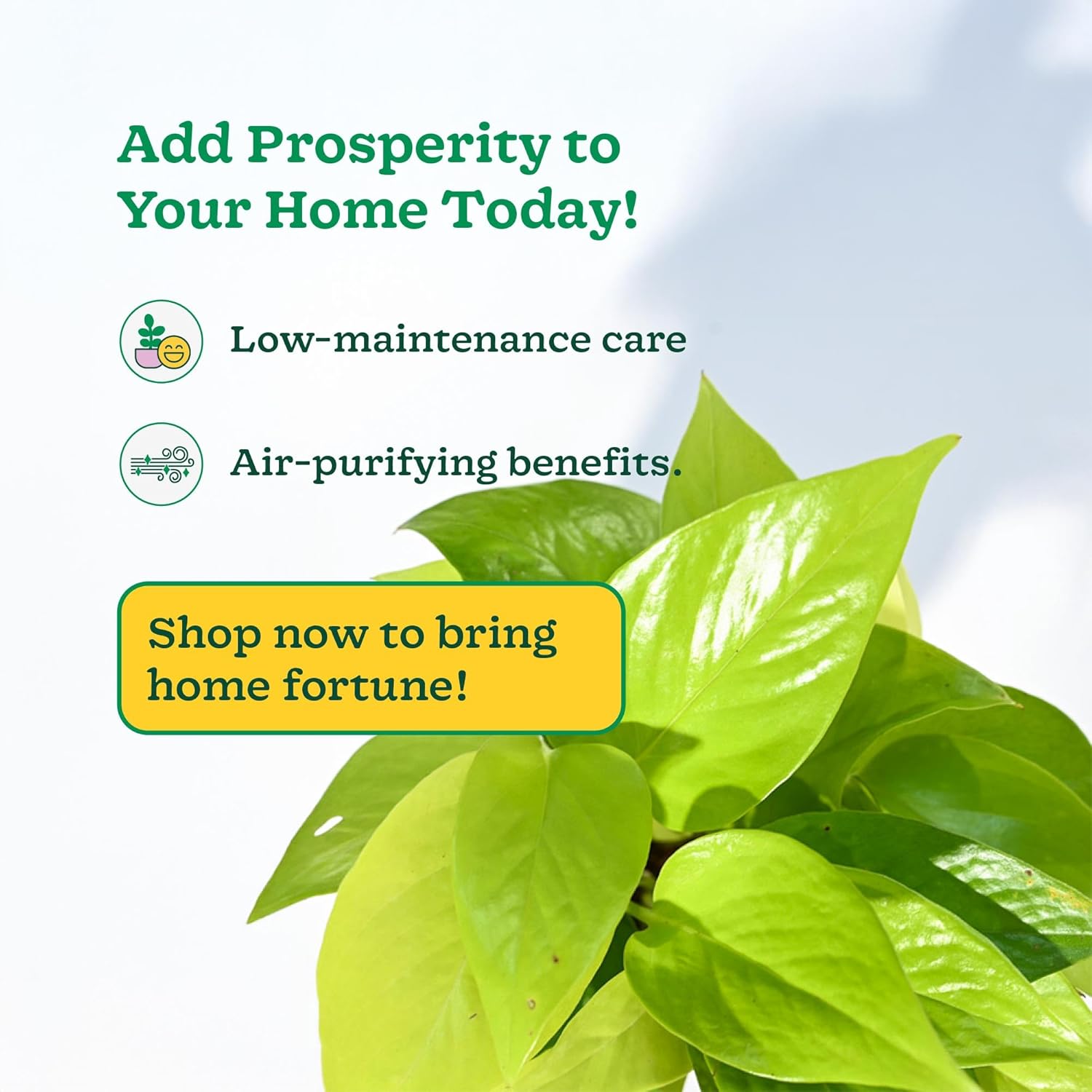 Golden
 
Money
 
Plant
 
Indoor
 
with
 
Self-Watering
 
Pot
 
(Gro
 
Pot)