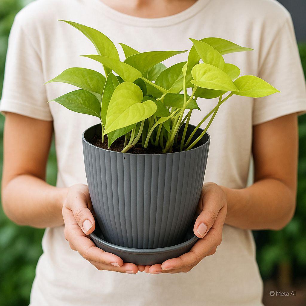 Money
 
Plant
 
with
 
Rainbow
 
Pot