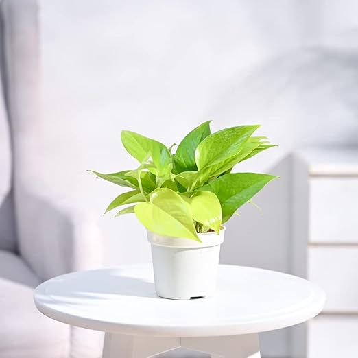 Golden
 
Money
 
Plant
 
Indoor
 
with
 
Self-Watering
 
Pot
 
(Gro
 
Pot)
