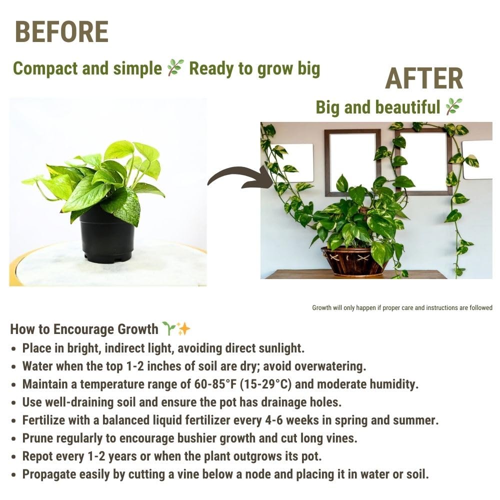 Golden
 
Money
 
Plant
 
Indoor
 
with
 
Self-Watering
 
Pot
 
(Gro
 
Pot)