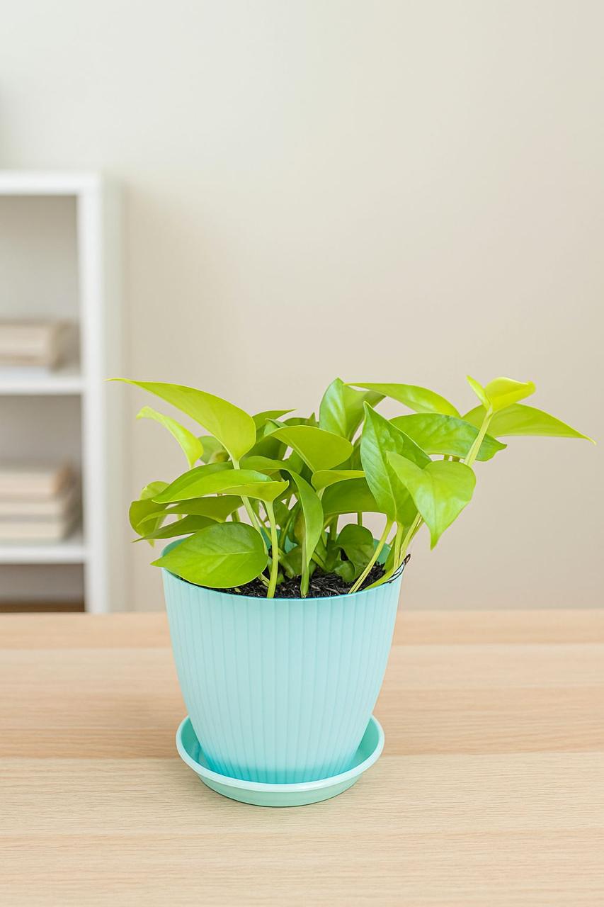 Money
 
Plant
 
with
 
Rainbow
 
Pot